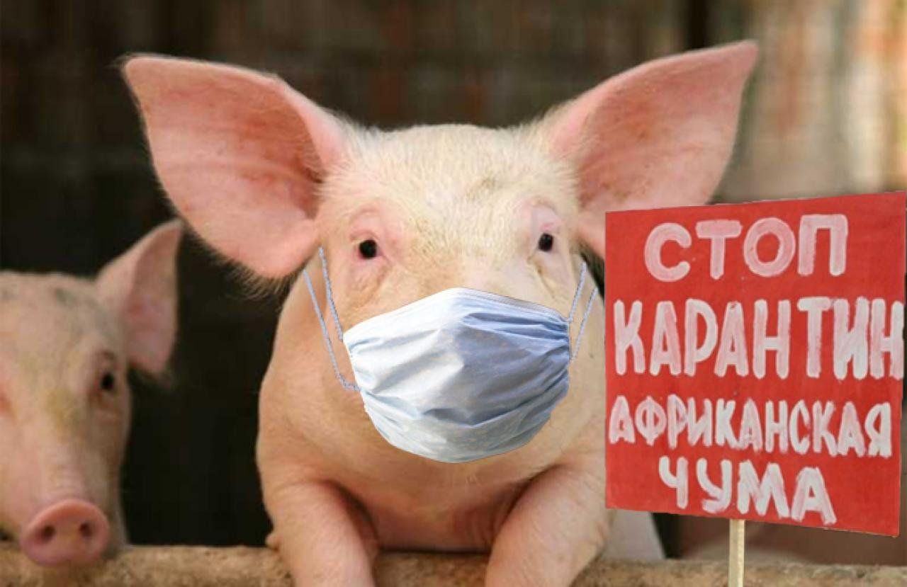 ❗️На территории Марксовского района зафиксирован случай африканской чумы. Постановлением губернатора Саратовской области установлен карантин с 03 июля 2025 года.