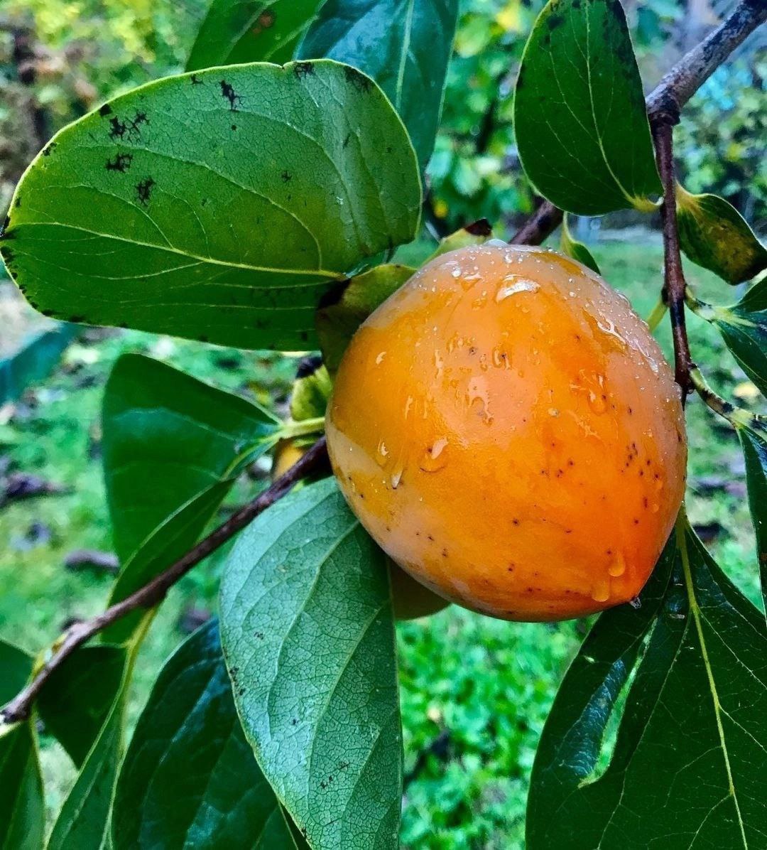 Сезон хурмы начинается в середине октября и продолжается до декабря🍑👍.