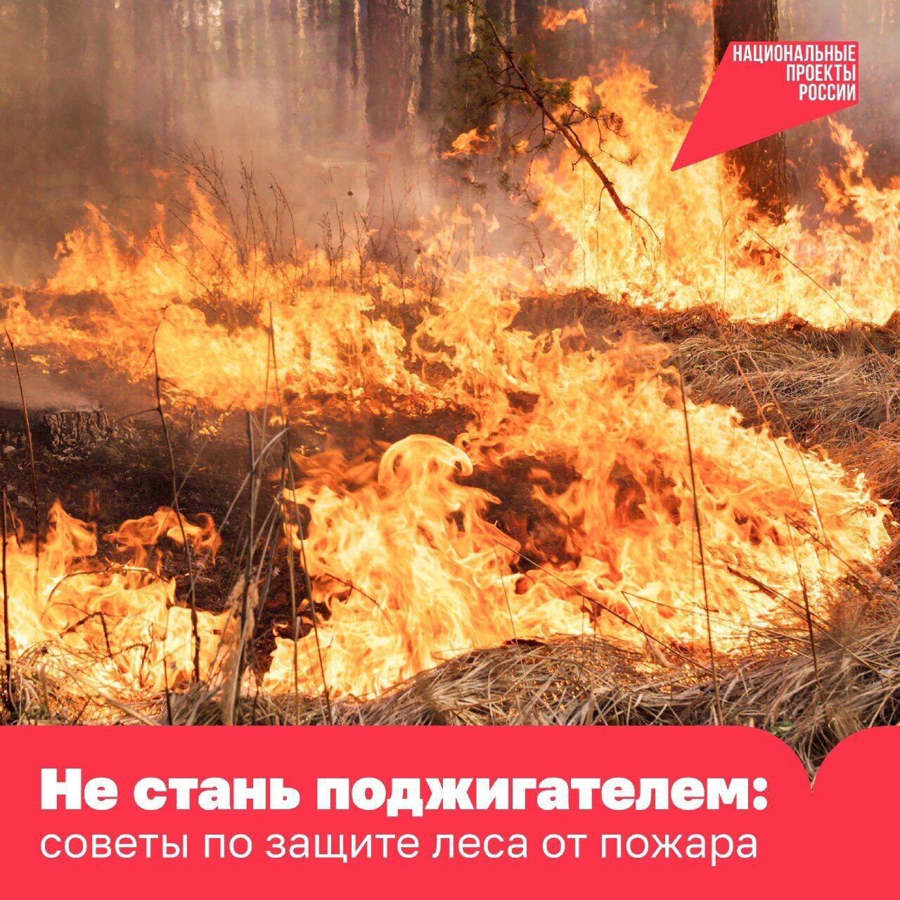 Один непотушенный костёр — и пламя может уничтожить гектары леса..