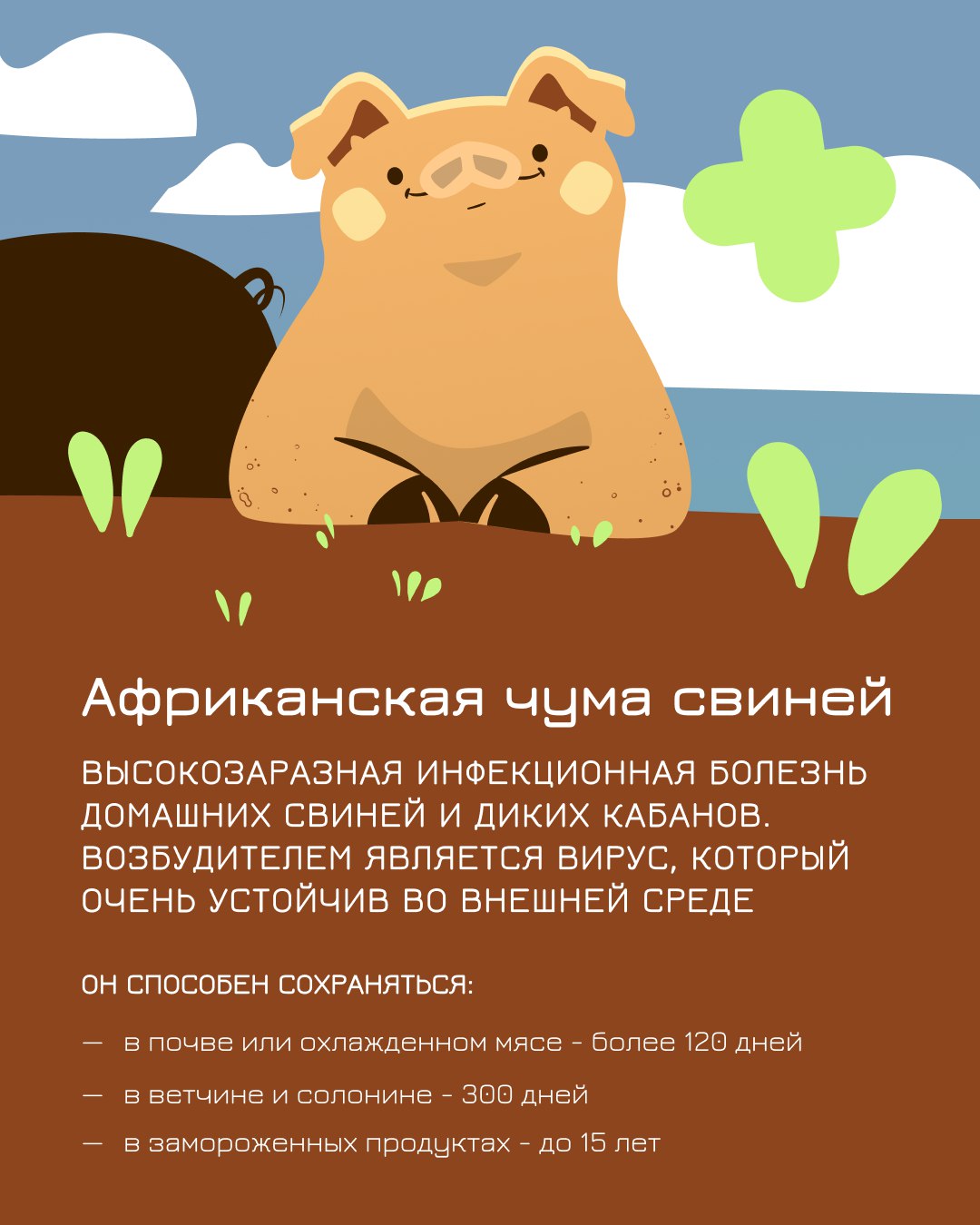 Записки ветврача: африканская чума свиней.