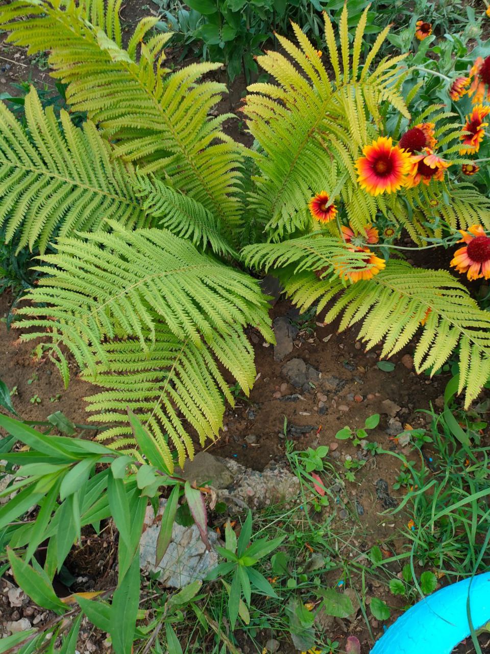 🌺Участники конкурса «Лучшая клумба на территории Подлесновского муниципального образования».