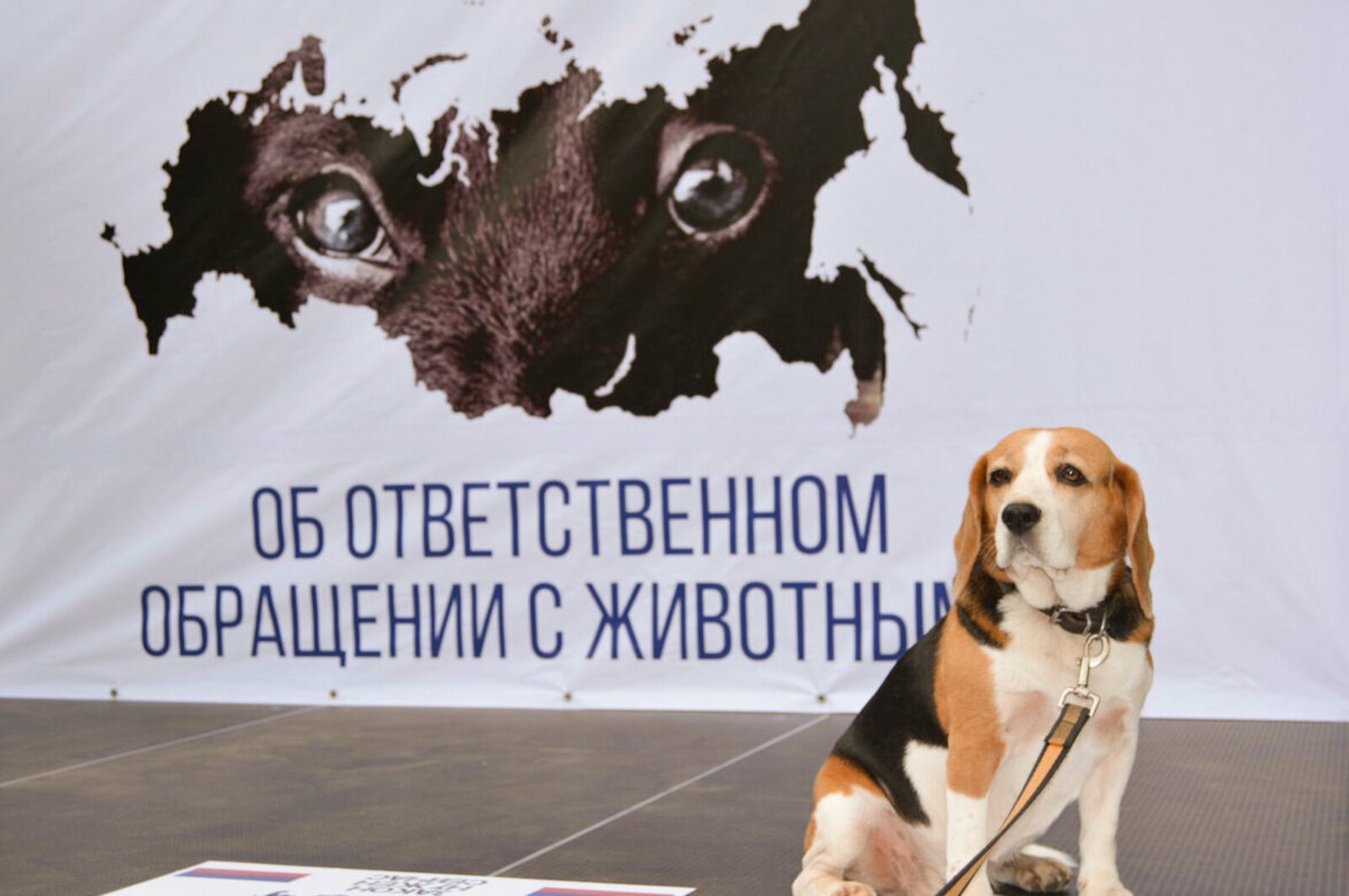 Саратовская межрайонная природоохранная прокуратура разъясняет законодательство об ответственном обращении с животными.