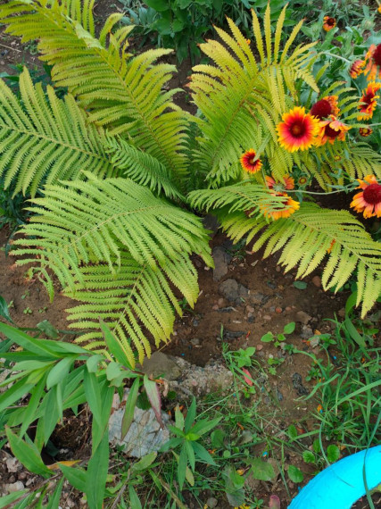 🌺Участники конкурса «Лучшая клумба на территории Подлесновского муниципального образования». 🌺Участники конкурса «Лучшая клумба на территории Подлесновского муниципального образования».